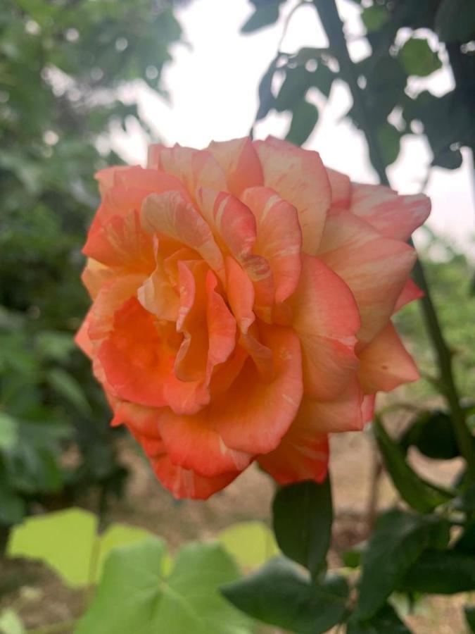 Il Giardino Degli Antichi Sapori Villa Ceglie Messapica Luaran gambar