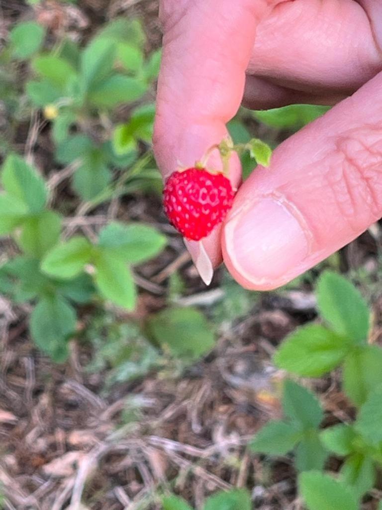 Il Giardino Degli Antichi Sapori Villa Ceglie Messapica Luaran gambar